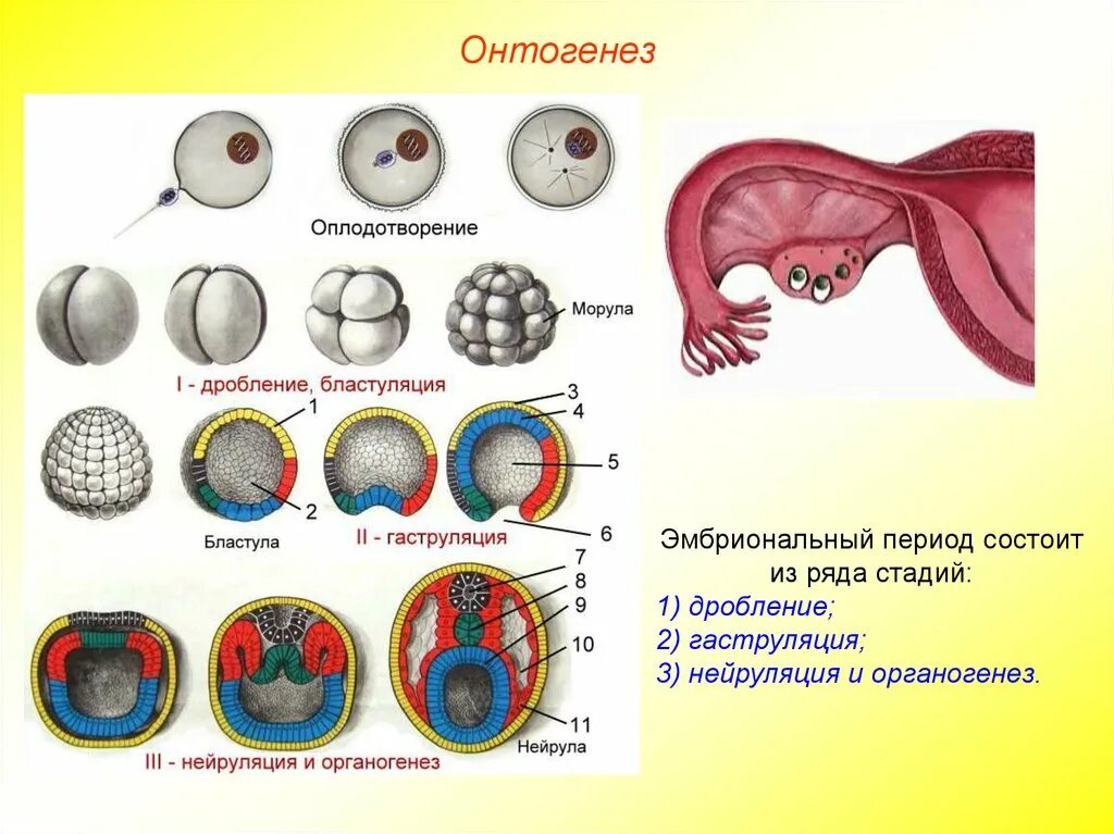 Процессы онтогенеза животных схемы. Онтогенез морула. Онтогенез бластула гаструла. Периоды гаструла нейрула бластула. Биология 9 класс эмбриональный период развития.