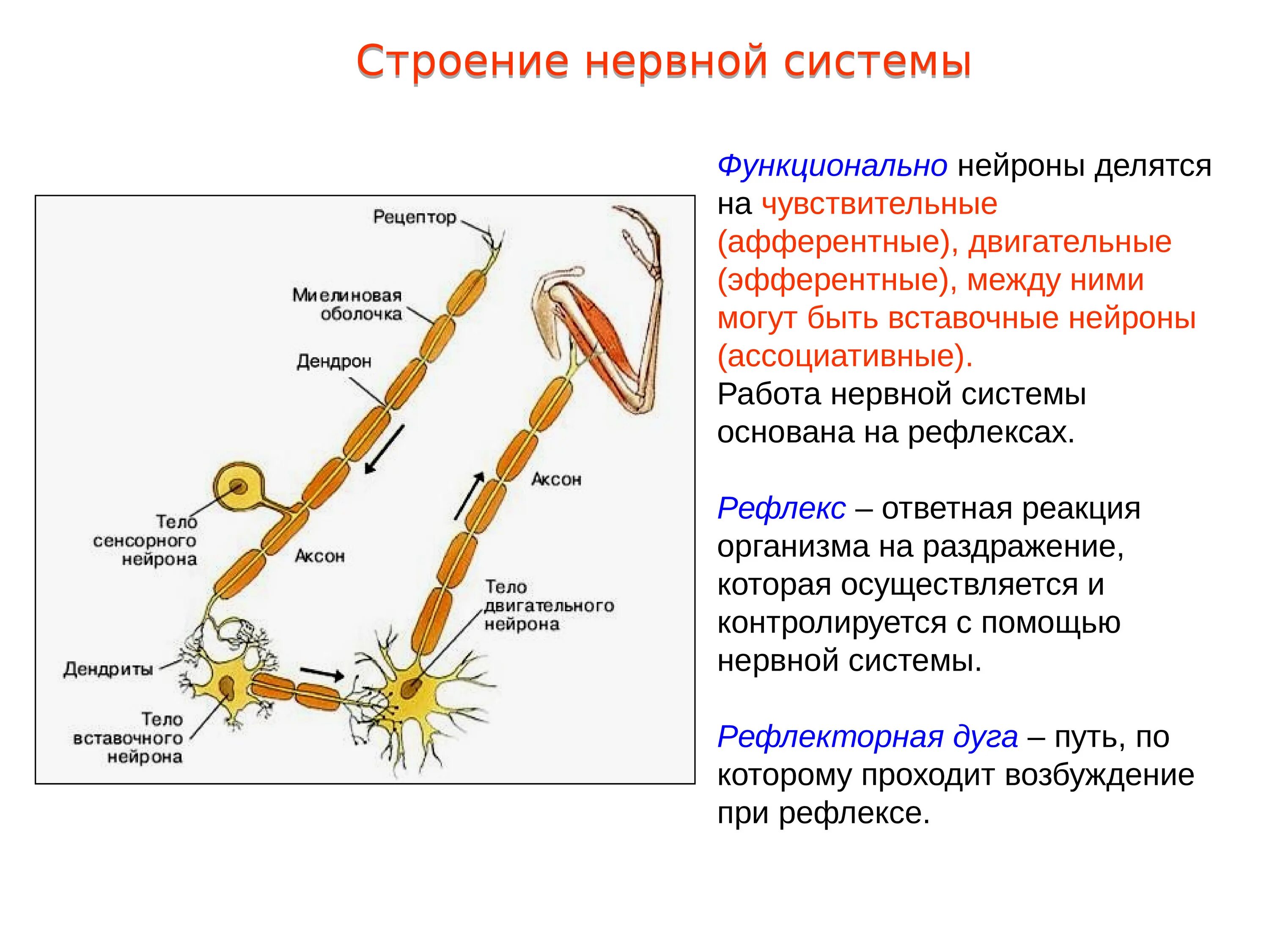 Чувствительный вставочный и двигательный Нейроны. Чувствительные вставочные и двигательные Нейроны характеристика. Строение чувствительной и двигательной нервной клетки. Строение нервной системы строение нейрона.