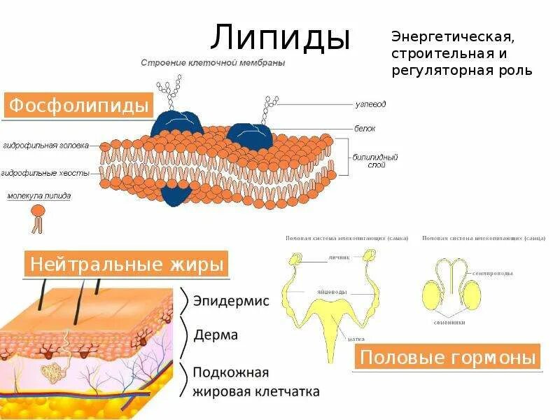 Строения липидов человека. Липиды строение и функции. Сигнальная функция липидов. Строение и функции жиров и липидов.