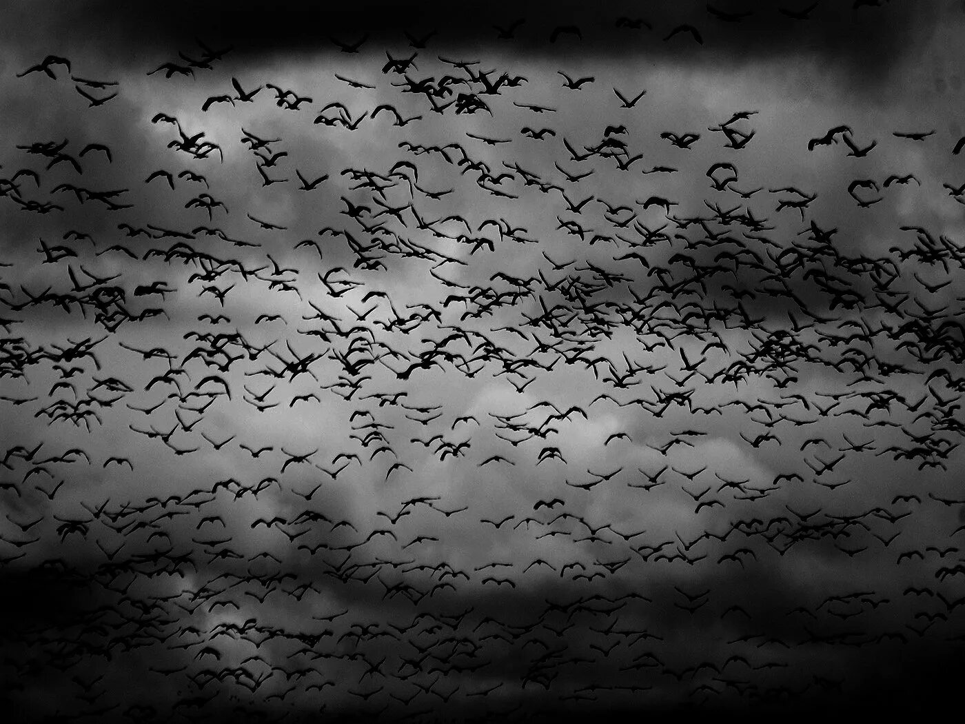 Стая воронов текст. Мрачное небо с птицами. Стая ворон. Стая птиц. Стая черных птиц.