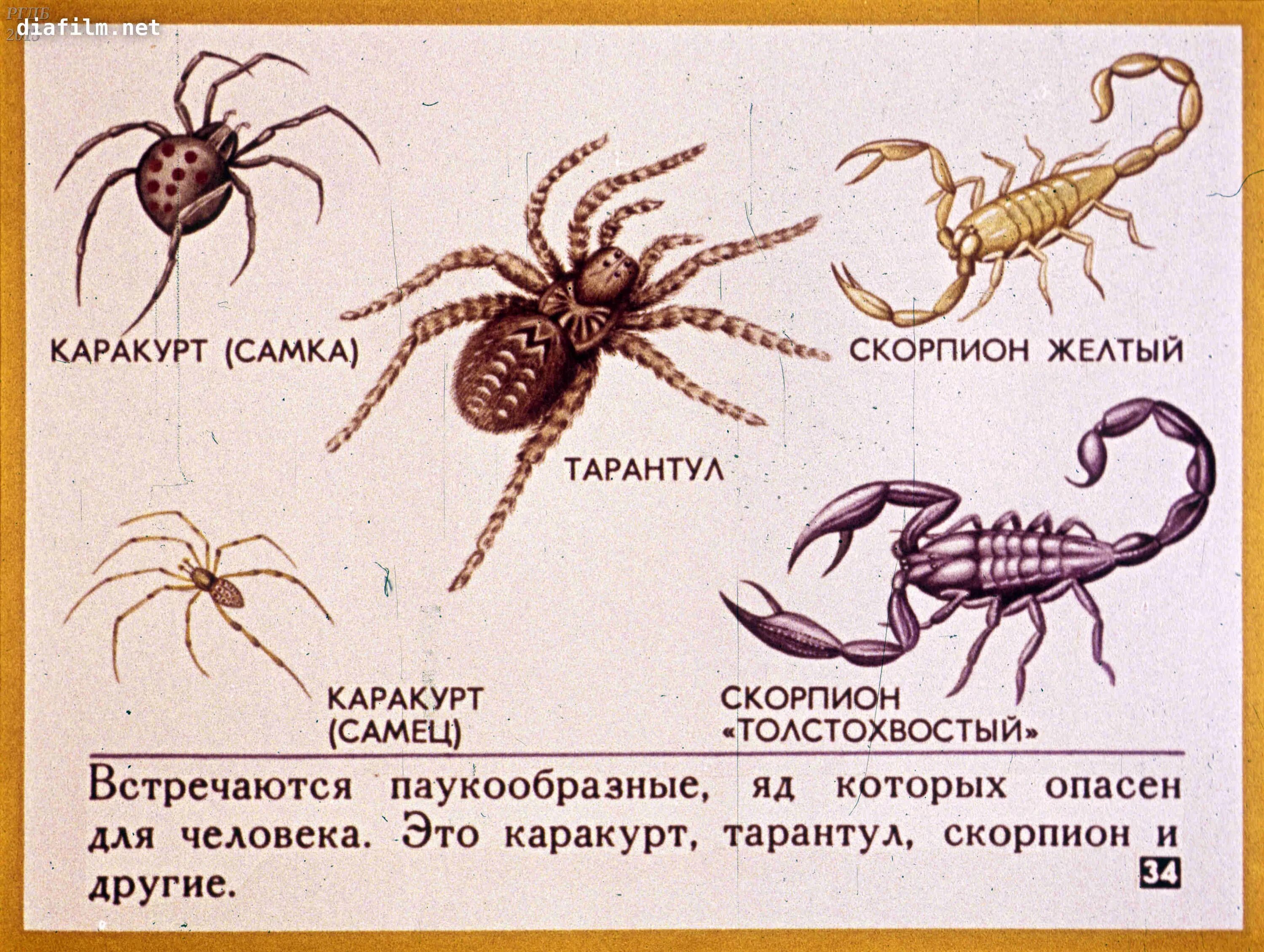 Скорпион относится к ракообразным