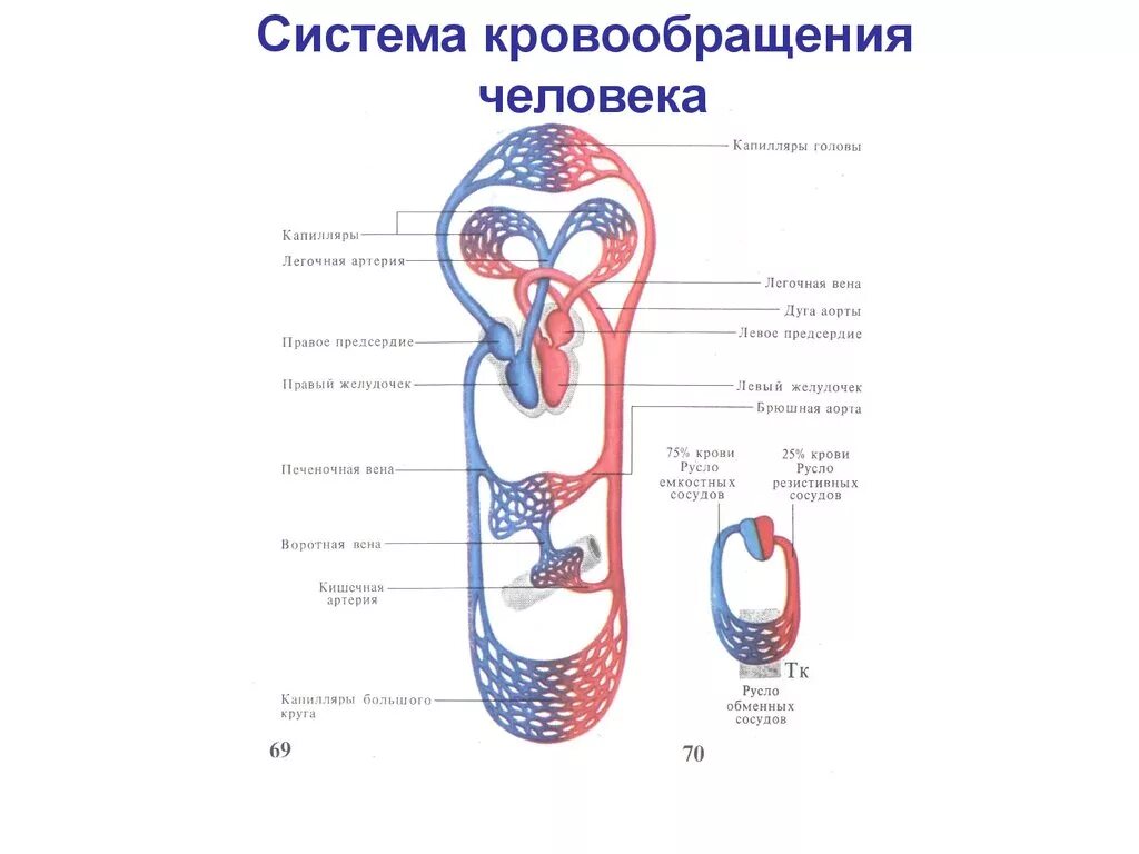 Система кровообращения человека состоит. Схема кровообращения рис 63. Строение системы кровообращения человека. Анатомия сердца и круги кровообращения. Большой круг кровообращения схема.