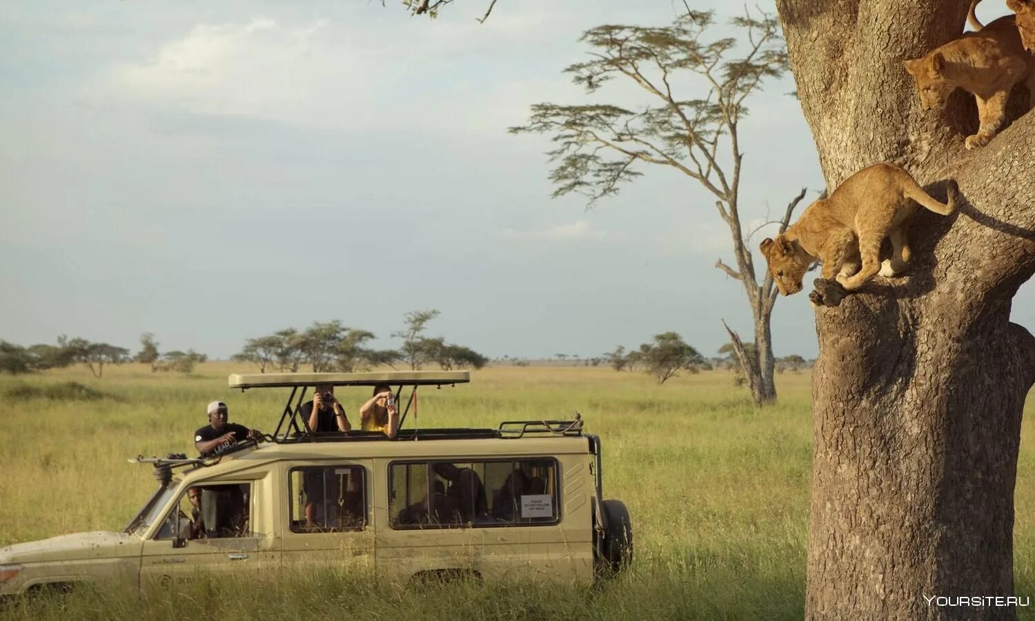 Africa safari. Национальный парк Серенгети Танзания. Сафари парк Африка. Сафари Серенгети + Занзибар -вулкан. Танзания парк Серенгети сафари Джипы.