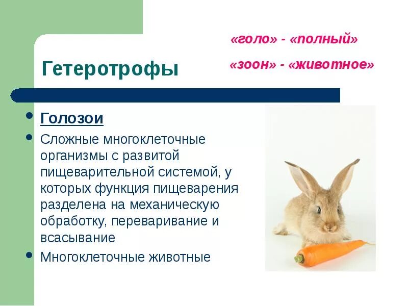 Типы питания животных. Голозои тип питания. питание живых организмов. типы питания живых организмов. гетеротрофы голозои.