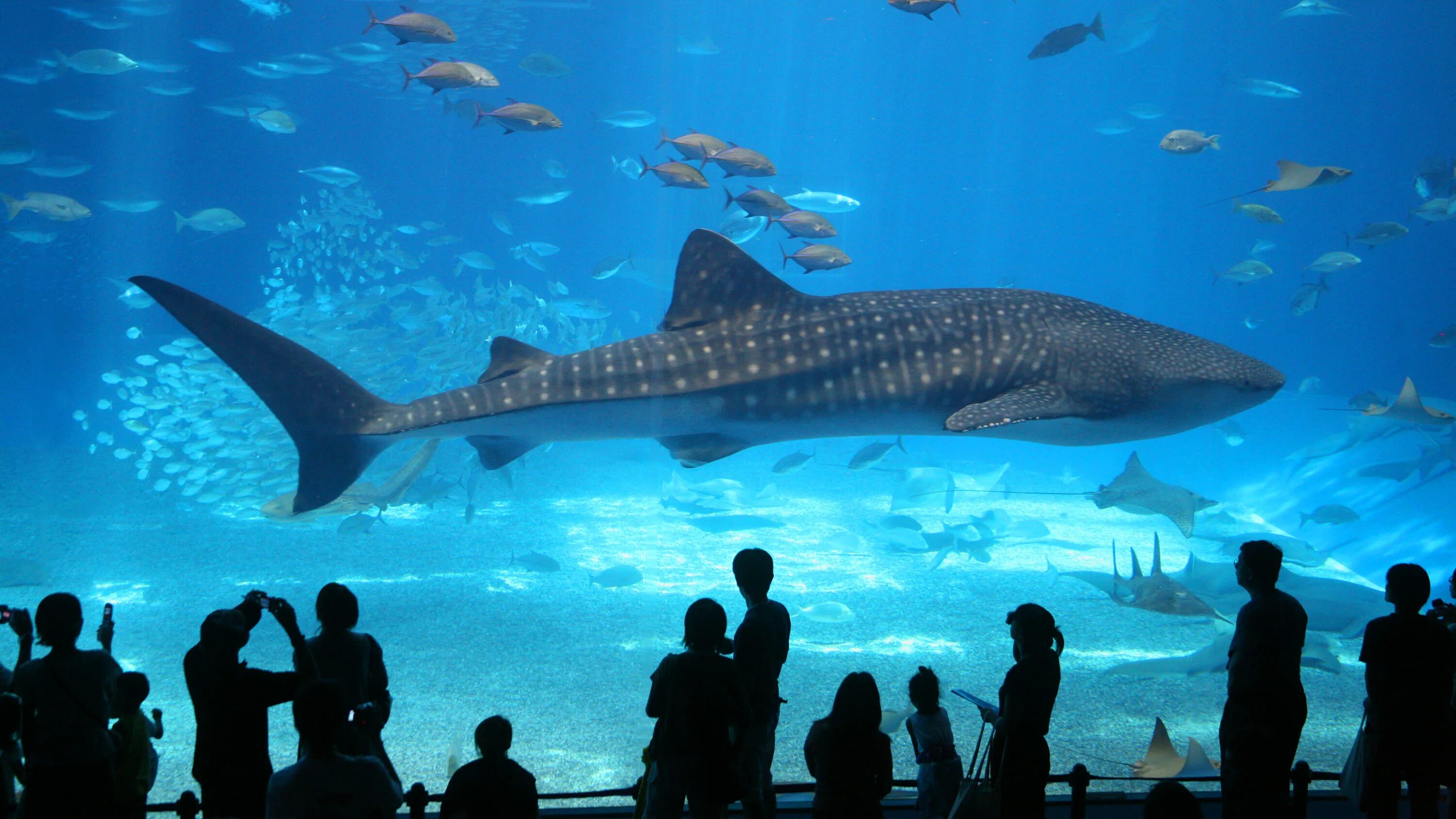 Гранд аквариум Хургада. Grand Aquarium Hurghada в Хургаде. Океанариум Акулий риф. Гигантский аквариум. Океанариум хургада