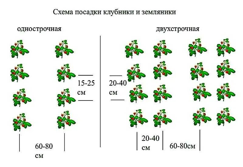 Посадка клубники сорта. Схема посадки клубники в открытом грунте. Схема посадки ремонтантной клубники в открытом грунте. Схема посадки земляники в открытом грунте. Клубника схема посадки двухстрочная.