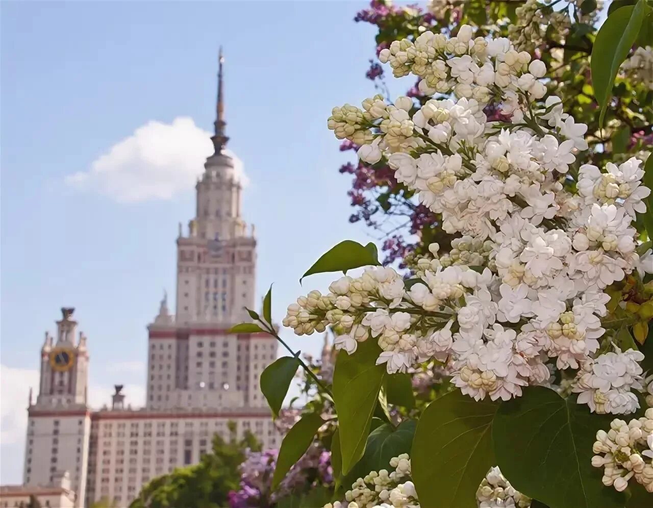 Красивые места в москве весной. Ботанический сад МГУ сирень. Сирень Московский университет. Москва сирень МГУ. Сирень Московский университет фото.