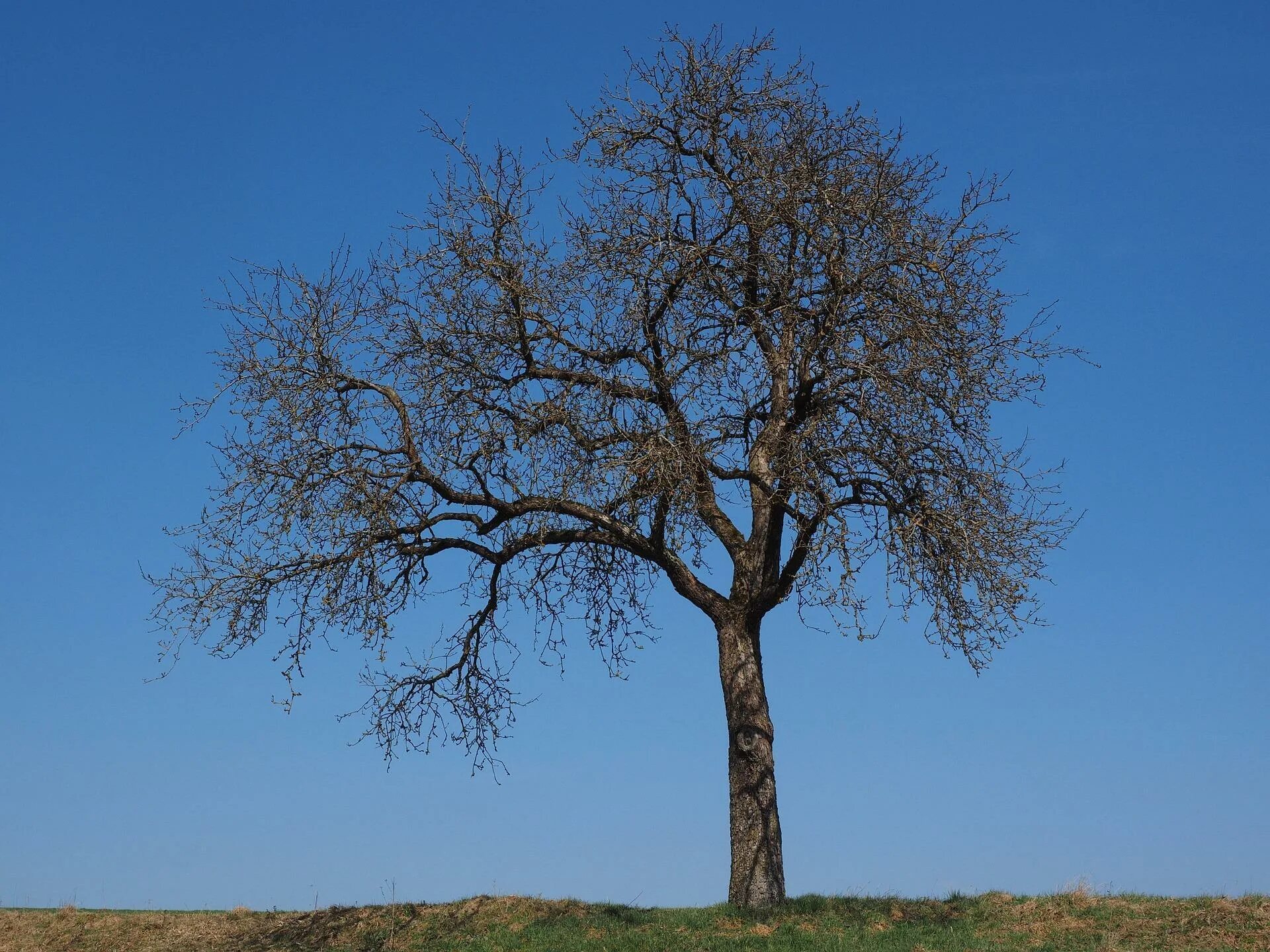 Brown tree