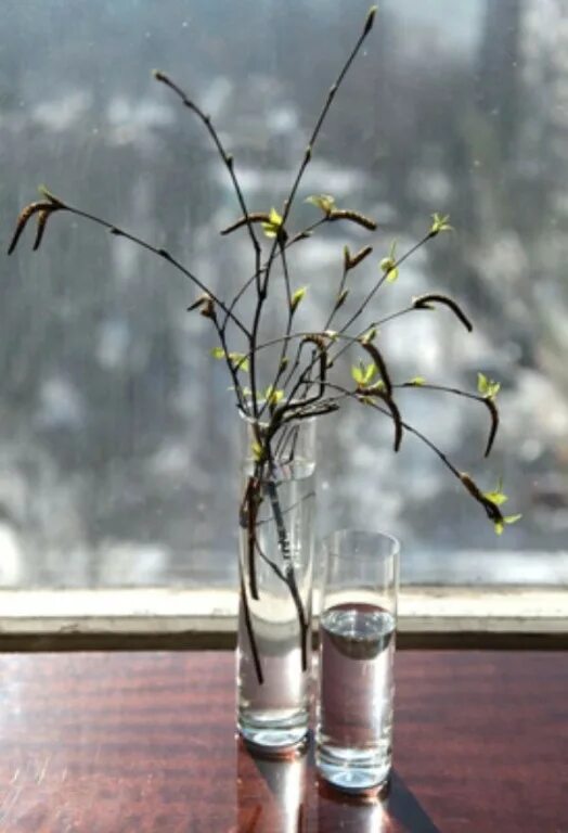 Опыт ветка в воде. Наблюдение за ветками в вазе. Опыт ветка в воде. Опыт ветка в воде. Опыт с веточками наблюдения.