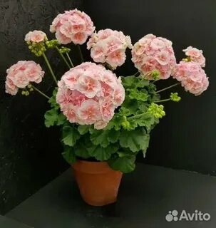Пеларгония жанетта
