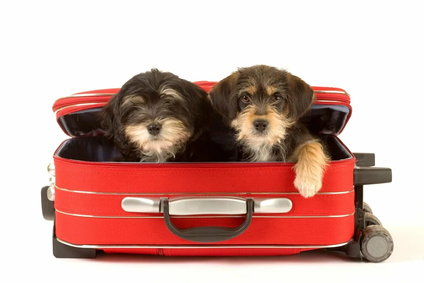 Собака с чемоданом. Щенки в чемодане. Животные с чемоданом. Собака и кошка с чемоданом. Выезд собаки за границу