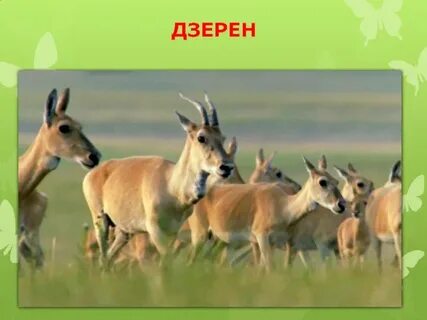 Газель забайкальском крае