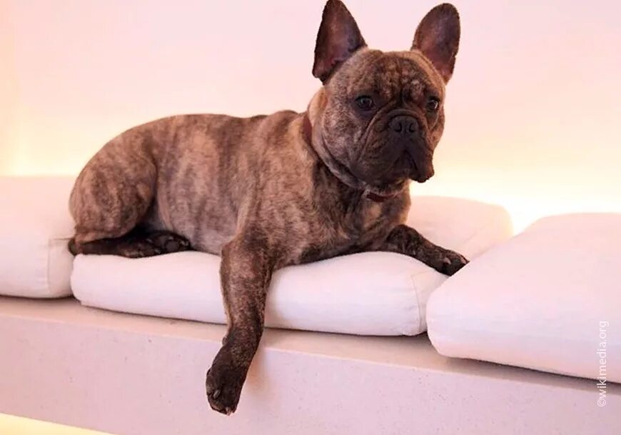 Французский бульдог вес. Французский бульдог вес взрослой собаки. Вес щенка французского бульдога по месяцам таблица. Сколько весят французские бульдоги девочки. Нормальный вес французского бульдога в 3 месяца.