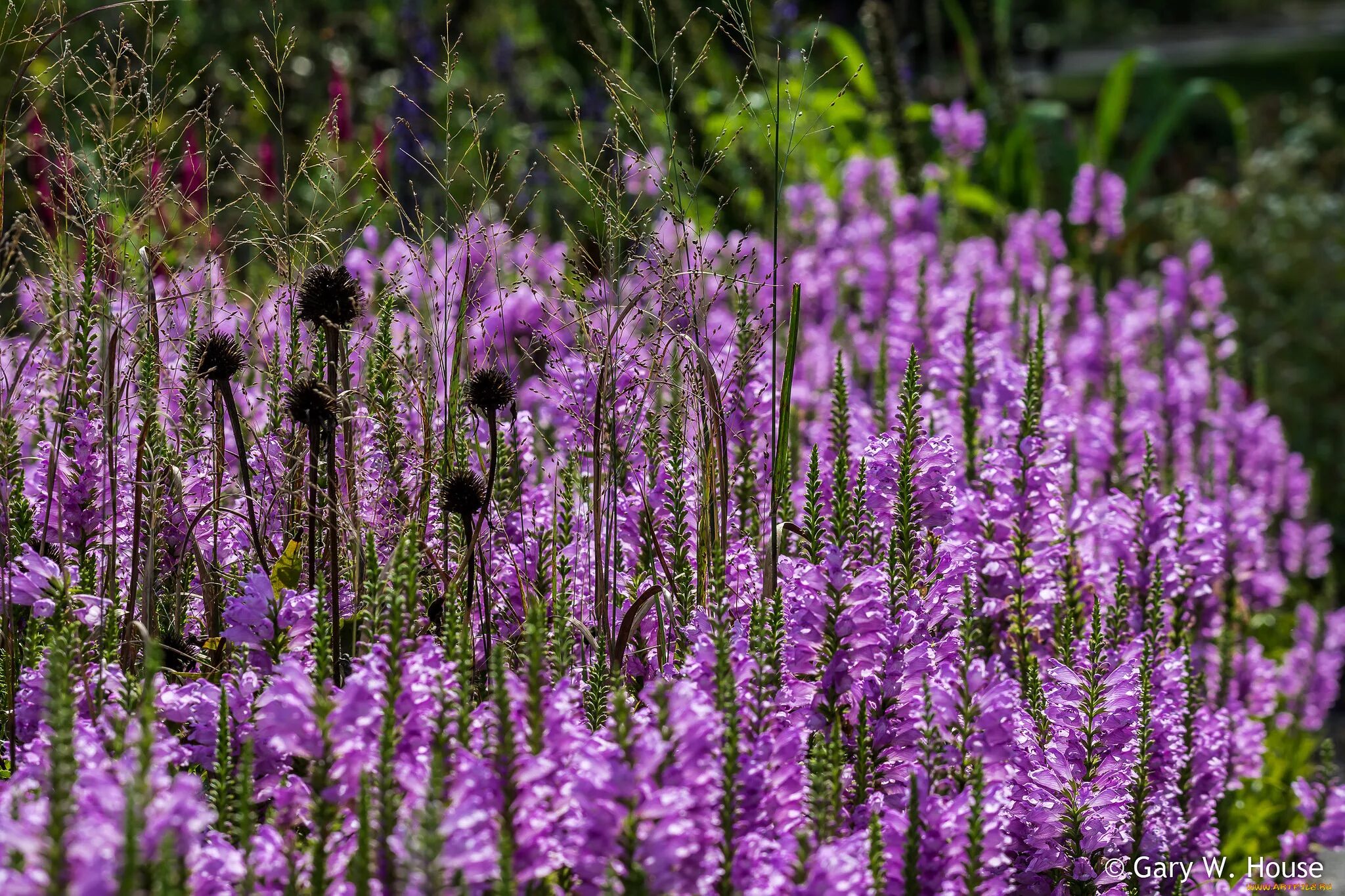 сиреневый репях полевой цветок. лаванда узколистная соцветие. название фиолетовых полевых цветов. полевой цветок медовник сиреневый. название фиолетовых полевых цветов.