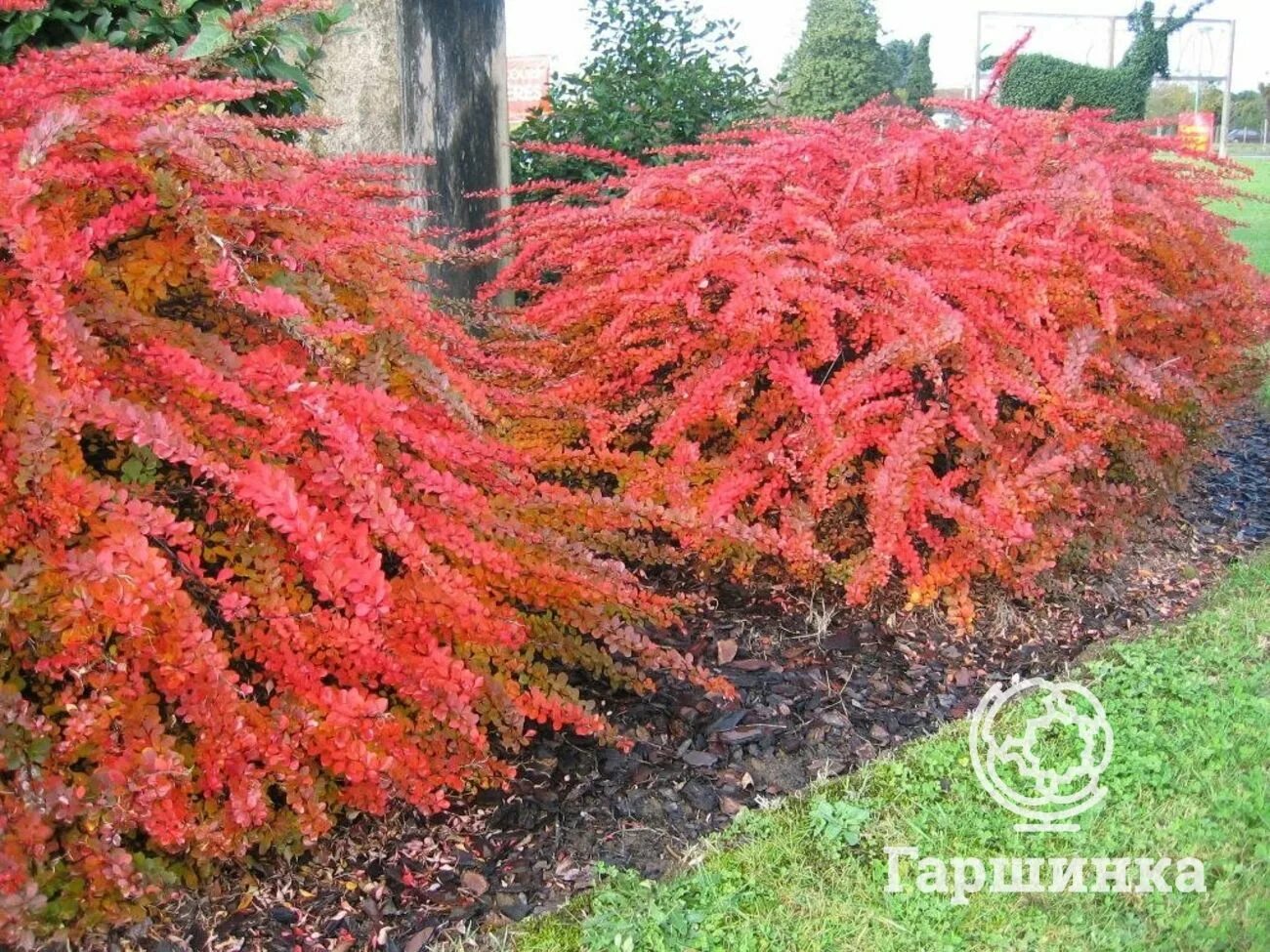 Барбарис Тунберга Red Carpe