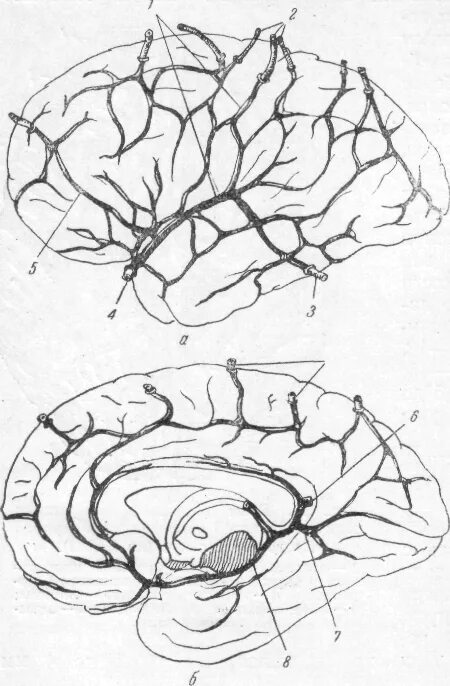 Верхние вены мозга. Вена Галена Вена Розенталя. Внутренняя мозговая Вена. Вена Троларда и Лаббе.