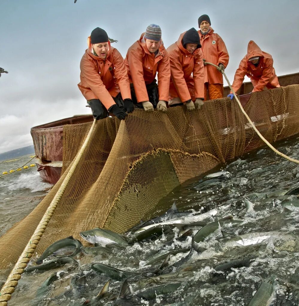 Добыча море рыбы