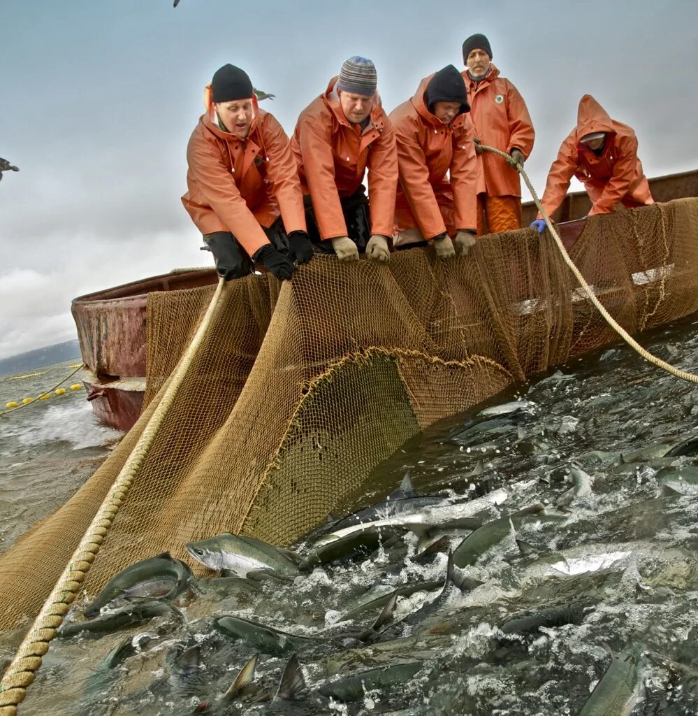 Охотское море рыбный промысел. Петропавловск-Камчатский рыбный промысел. Рыбный промысел на Камчатке. Рыбная промышленность Камчатка. Прибрежный лов