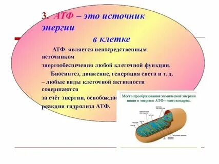 Атф входит в состав клеточной мембраны