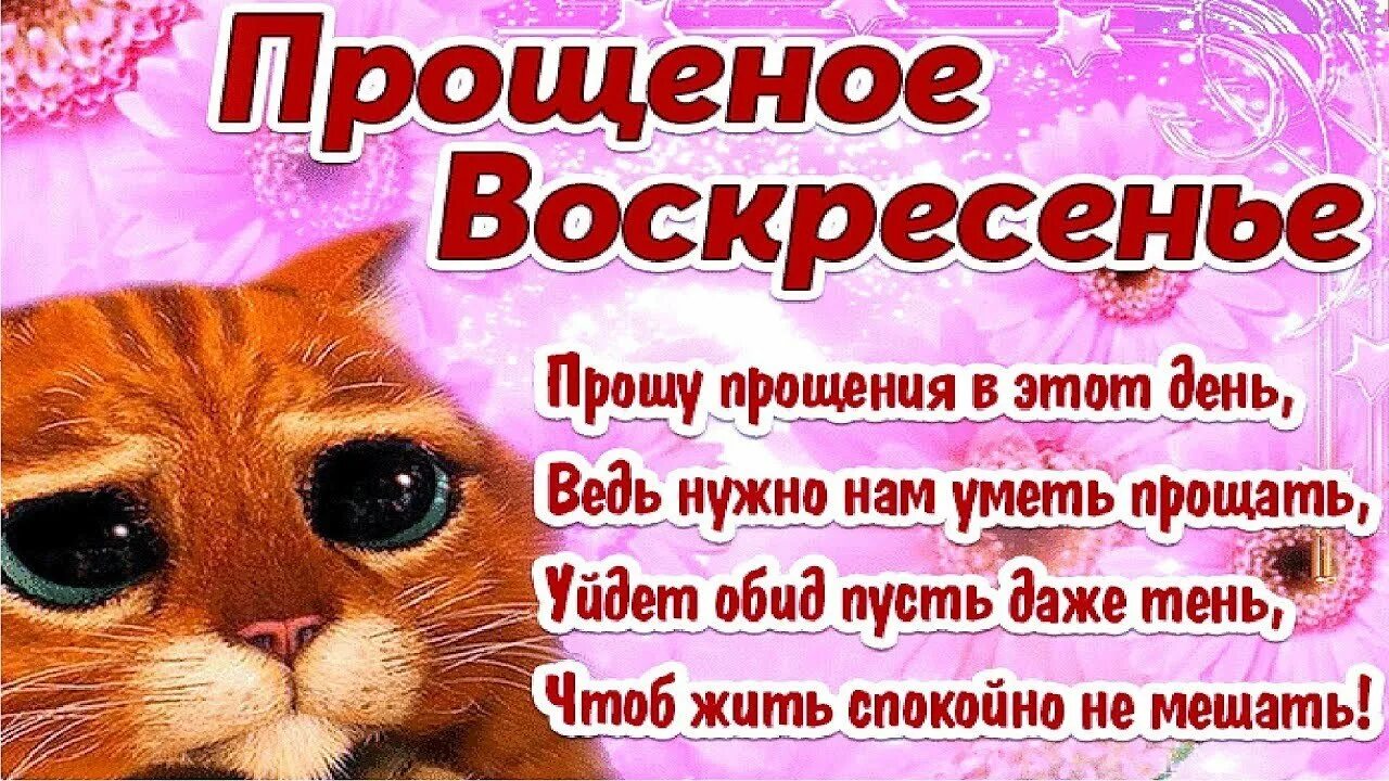 Извинения в прозе