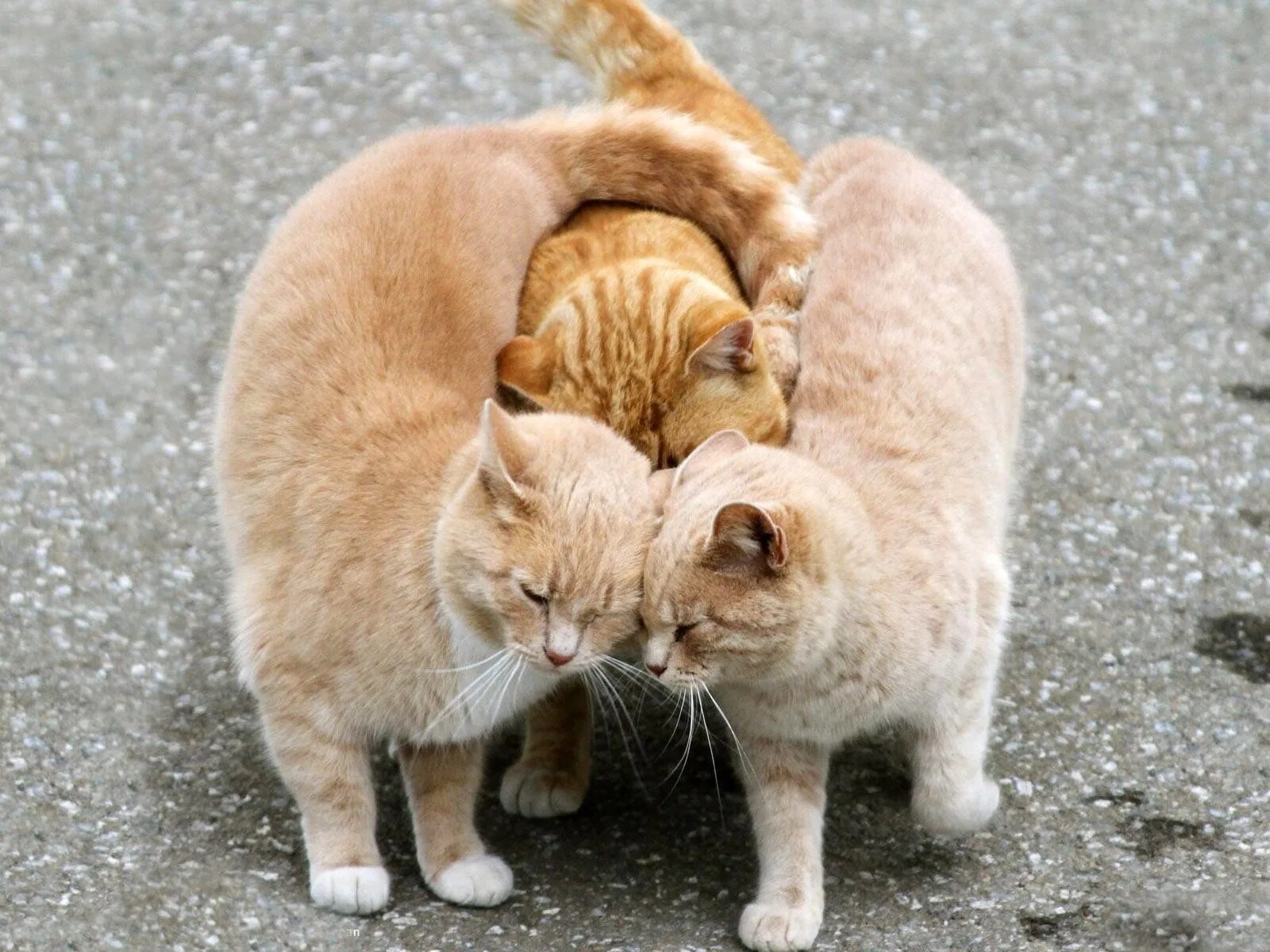 Кошка три дня