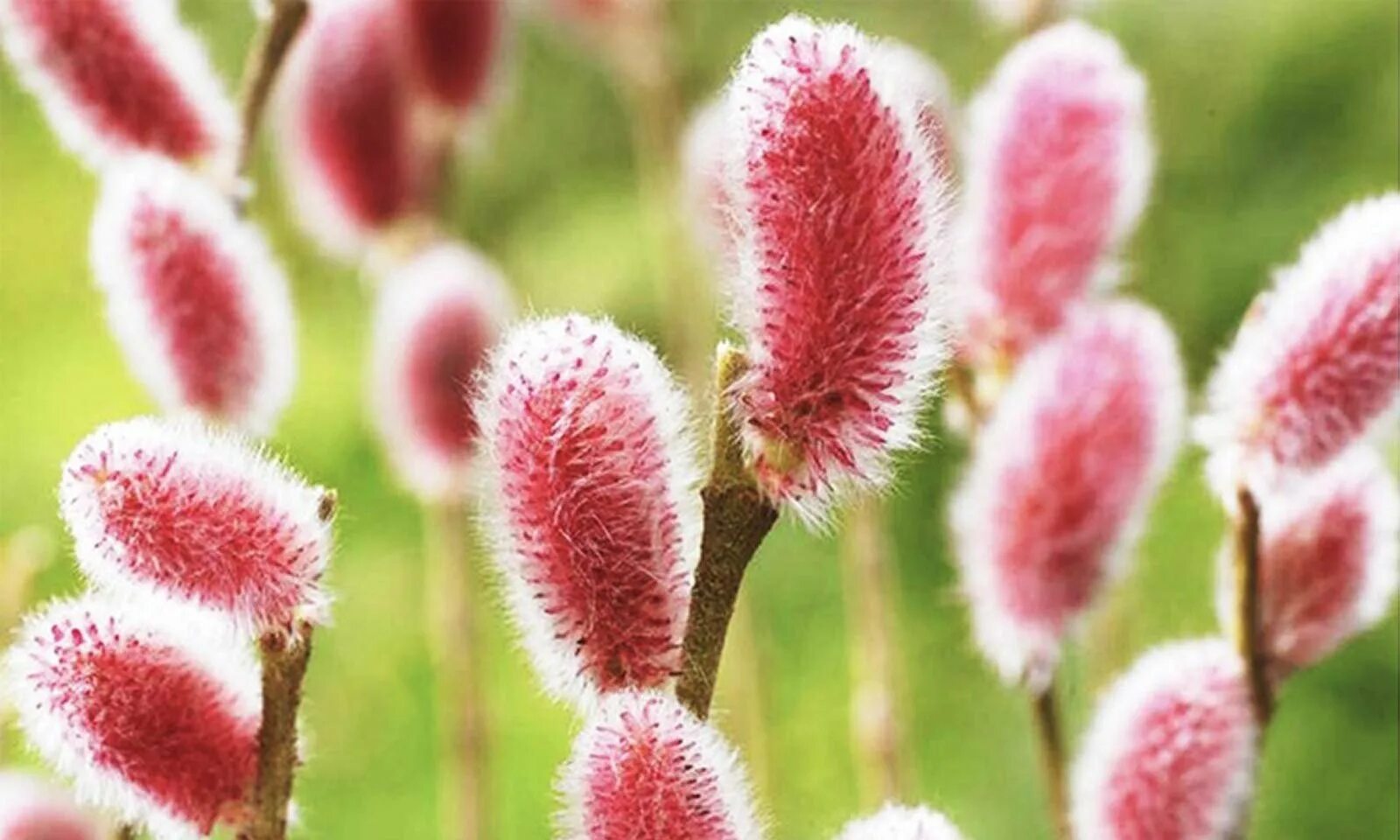 Ива тонкостолбиковая melanostachys. Ива тонкостолбиковая/Salix gracilistyla 'melanostachys'. Ива тонкостолбиковая Mount ASO. Ива тонкостолбиковая Маунт АСО на штамбе. Ива тонкостолбиковая маунт