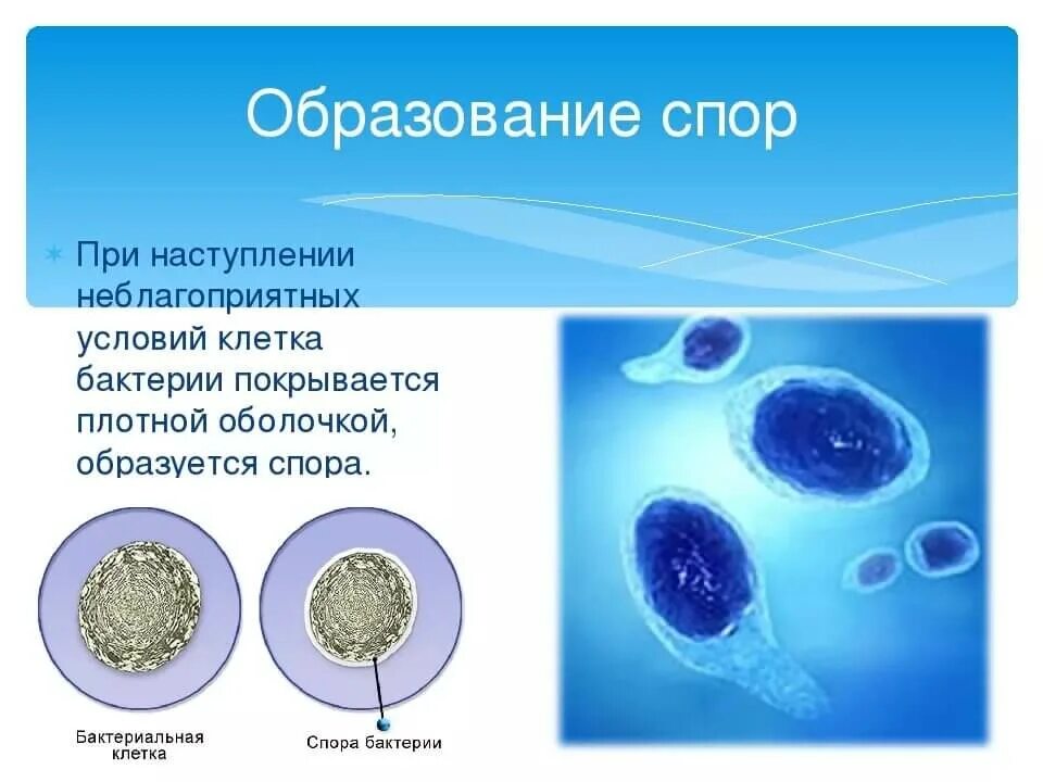 Оболочка споры бактерии