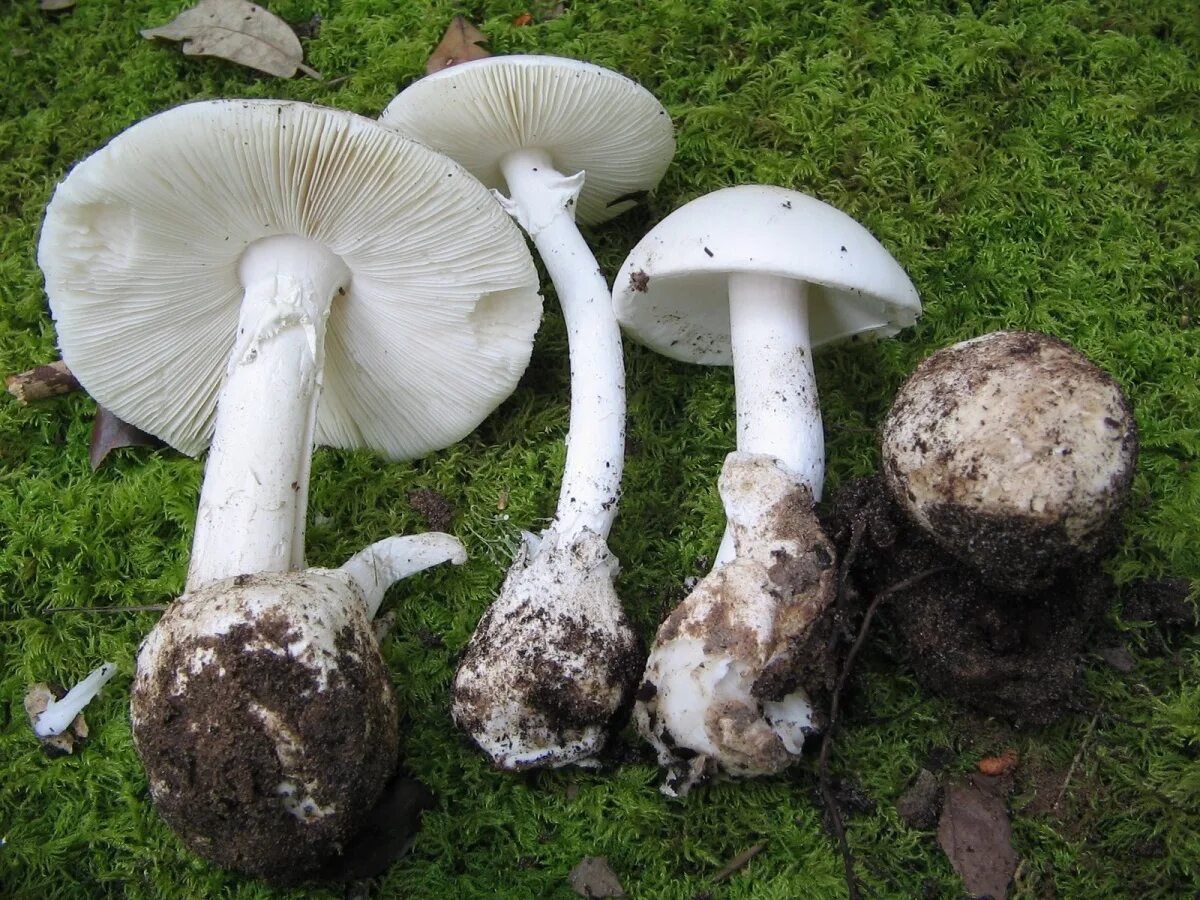 Поганка гриб можно есть. Мухомор яйцевидный (Amanita ovoidea). Мухомор весенний (Amanita Verna). Мухомор белый (Amanita Verna). Белая поганка гриб.