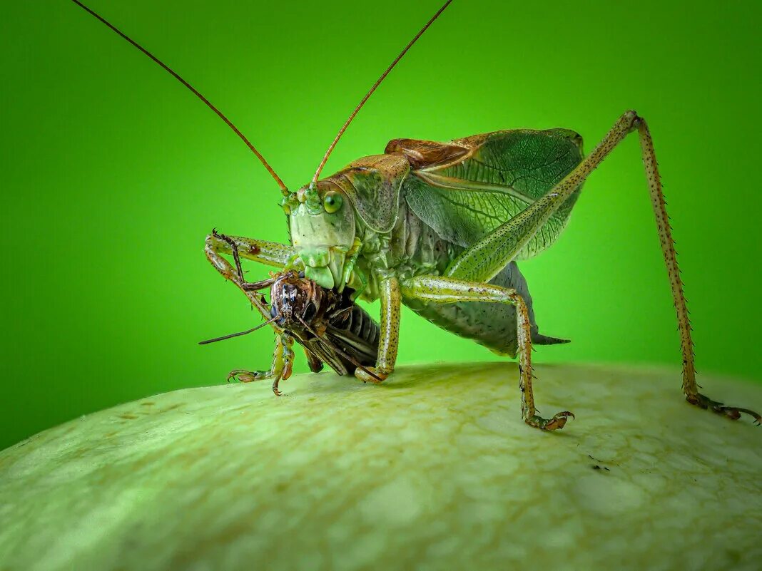 кузнечик кузя. траве сидел кузнечик совсем как огуречик зелёненький. кузнечик шаинский. в траве сидел кузнечик текст. зелененький он был.