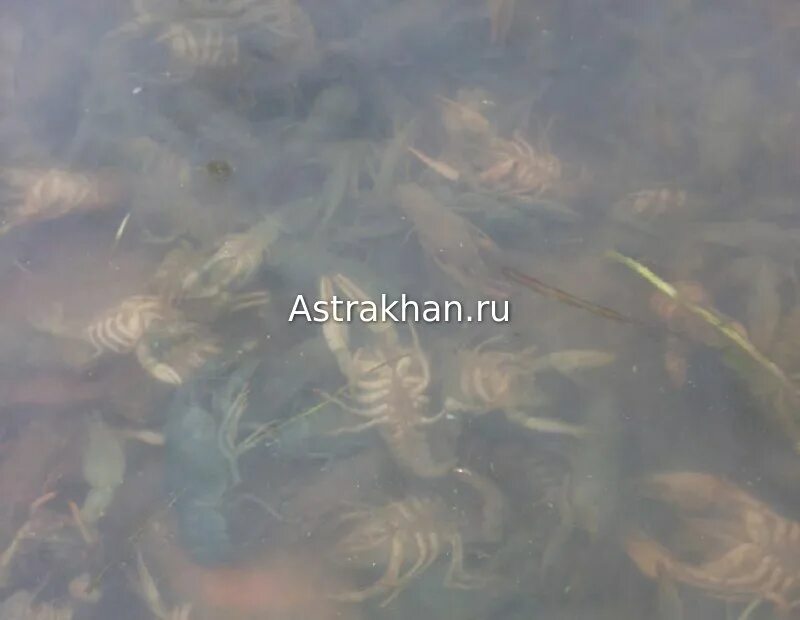 Вода в реке астрахань. Массовая гибель сазана в Астрахани. Река Астраханской области вертлячка. Видимость дна в реке в Астрахани.