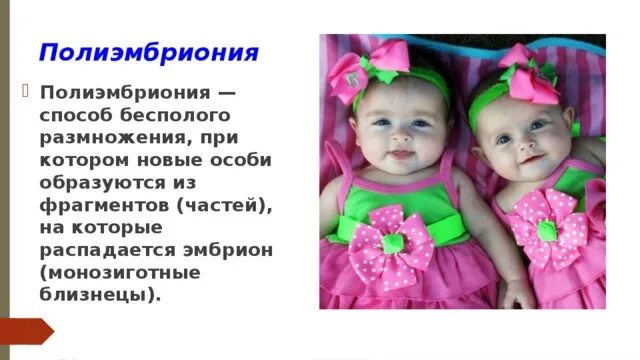 Полиэмбриония какое размножение. Полиэмбриония у человека. Полиэмбриония характеристика. Полиэмбриония фото. Полиэмбриония это биология бесполое.