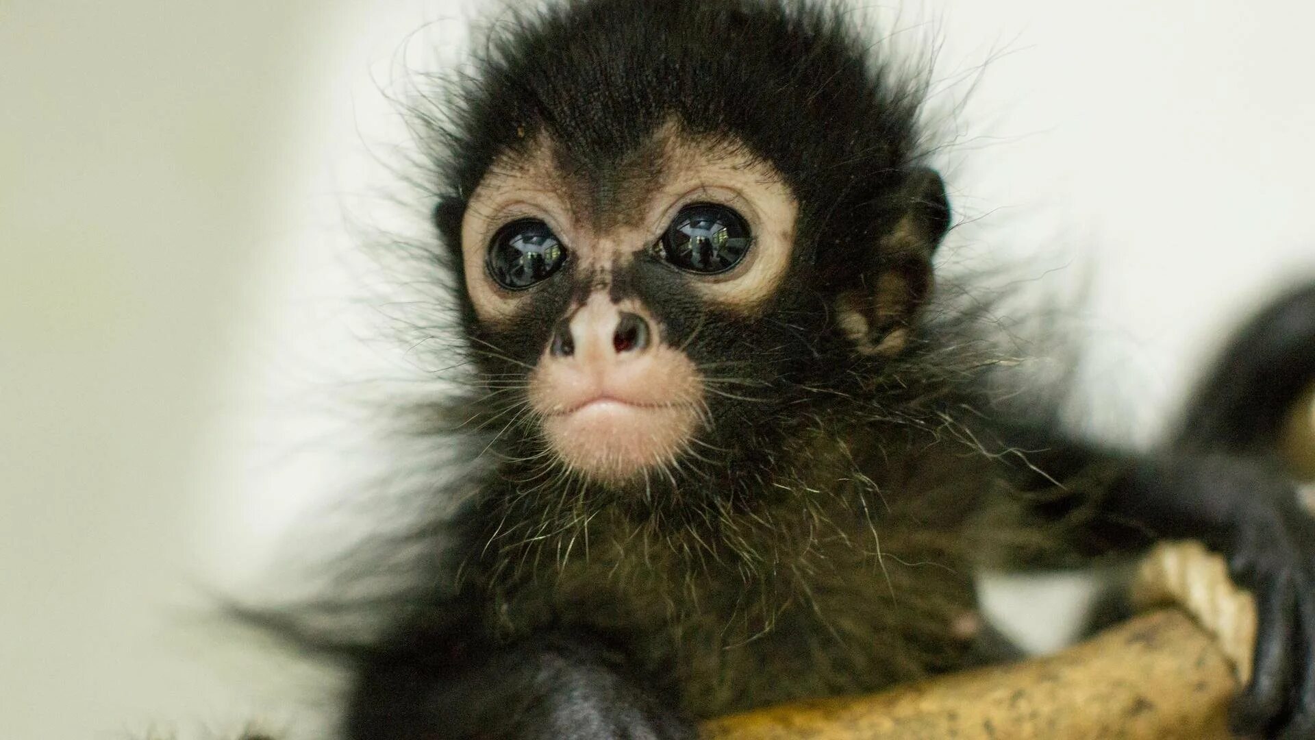 Маленькая обезьянка. Мармозетка. Маленькая обезьянка мартышка. Маленькая обезьянка шимпанзе. Маленькая черная обезьянка.