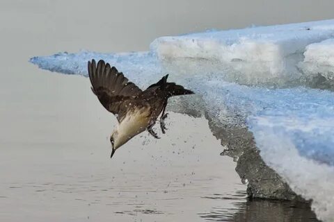 Птичка бегающая по воде