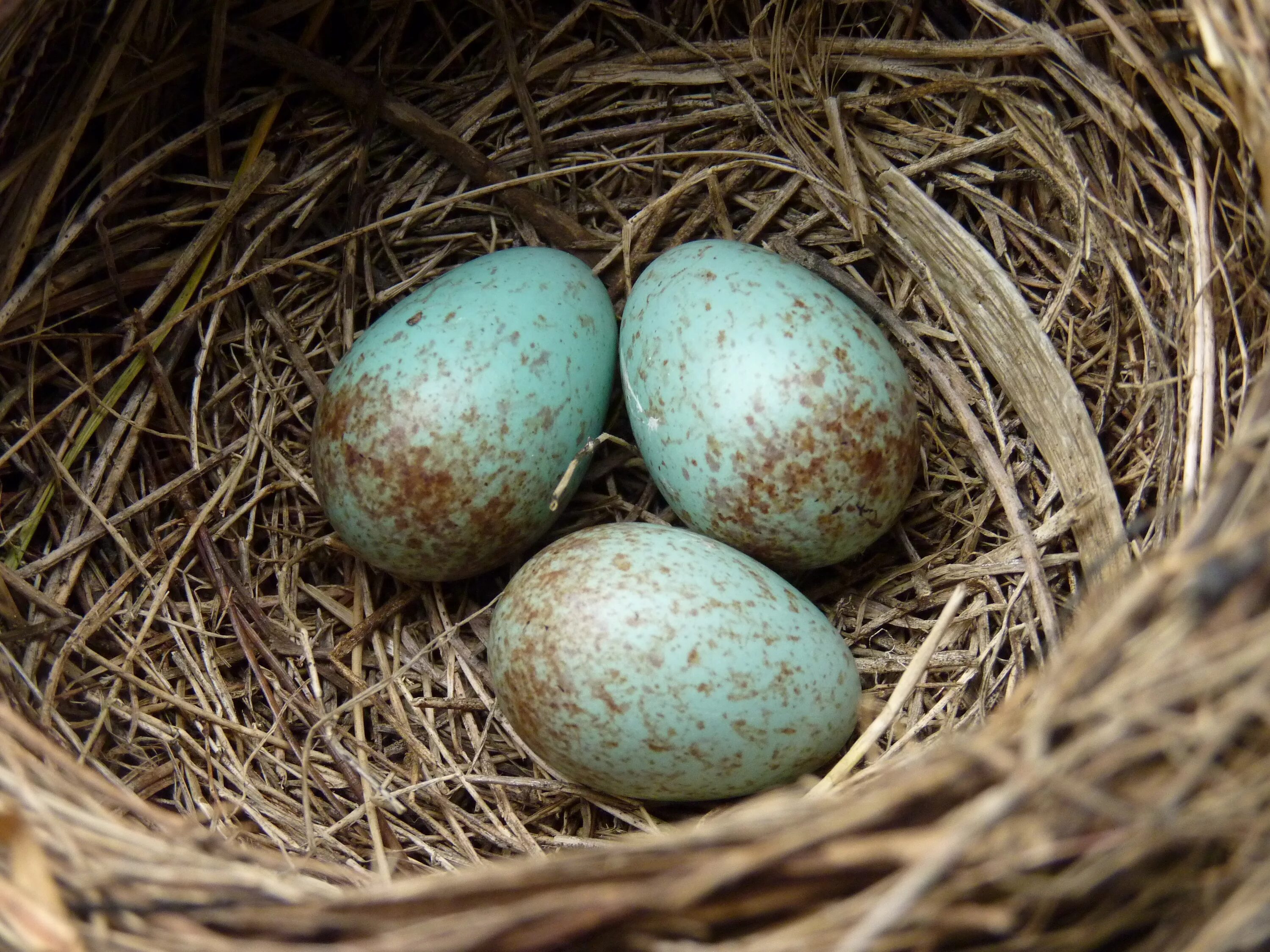 Яйца кукушки фото. Кукушка обыкновенная яйца. Обыкнове́нная Куку́шка яйца. Разноцветные птичьи яйца. Цвет яйца кукушки.