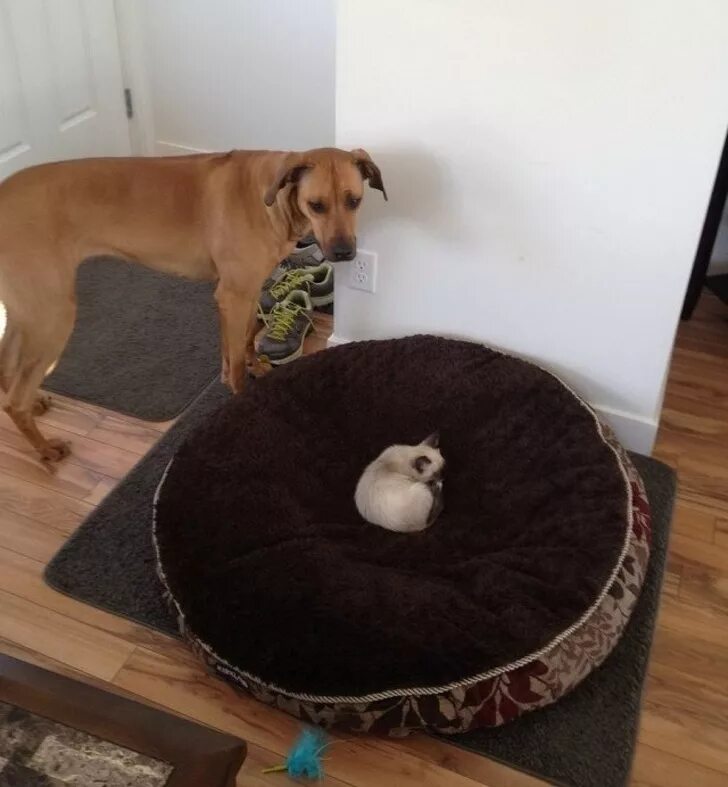 Котопесия блог