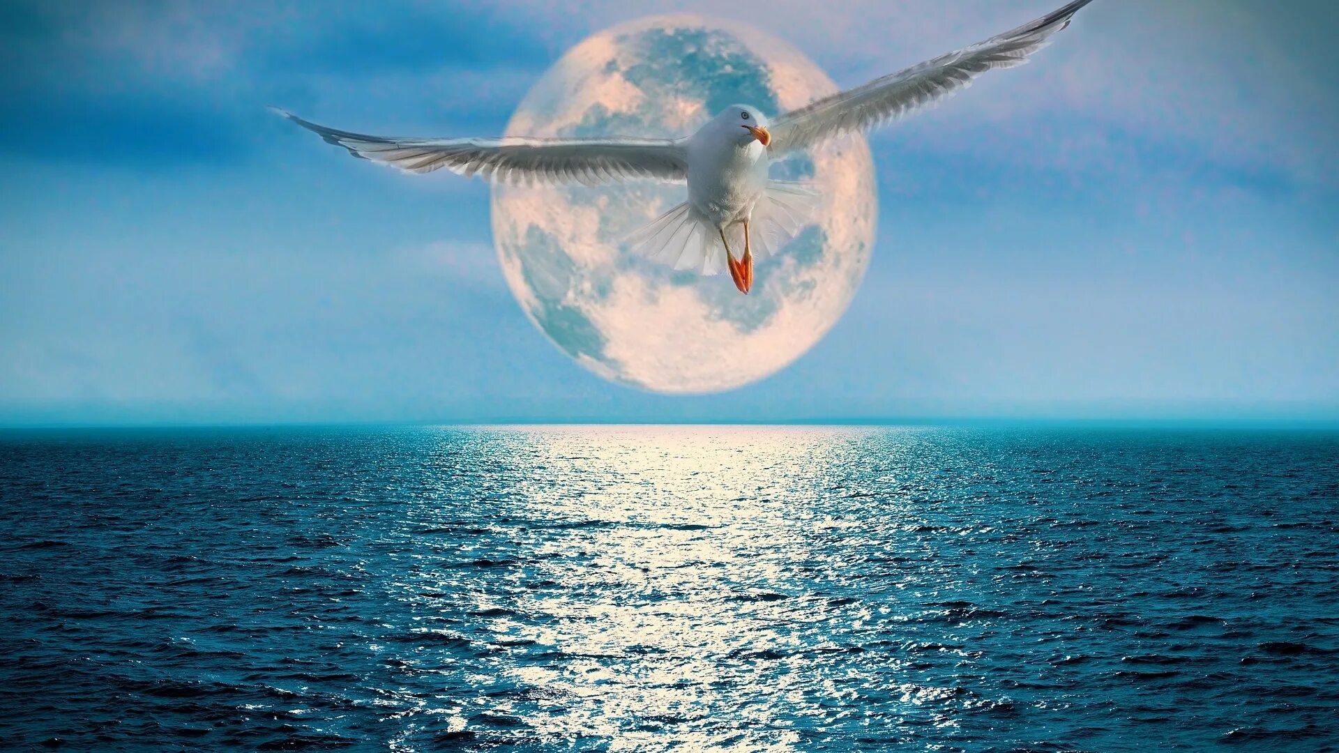 Птицы над морем. Птицы над океаном. Полет птицы над морем. Птица в полете над морем.