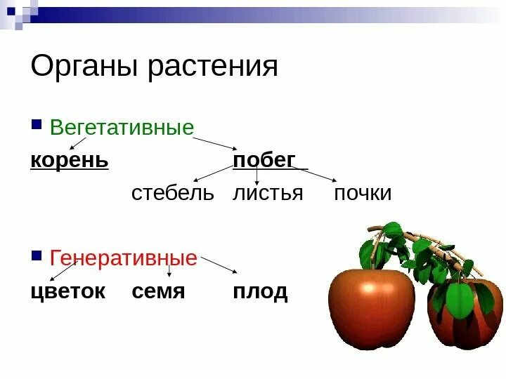 Строение и функции вегетативных органов растений. Генеративные органы растений. Функции вегетативных органов растений 6 класс. Вегетативные и генеративные органы растений. К вегетативным рефлексам относится.
