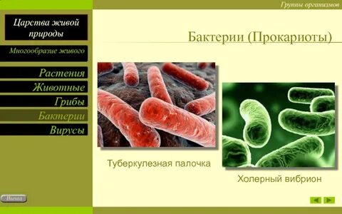Организм палочка