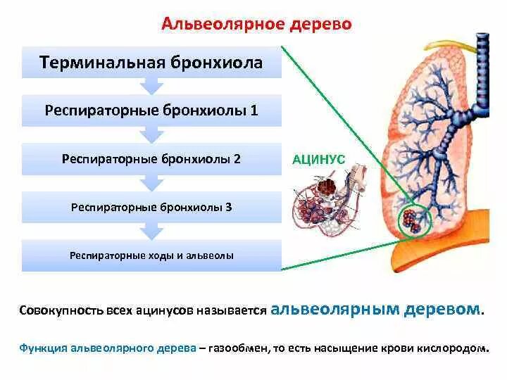 Терминальное дерево. Терминальное дерево