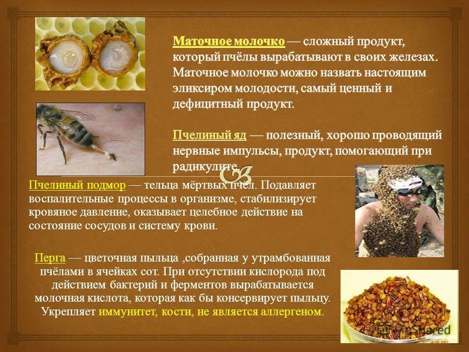 Функции пыльцы. Продукты пчеловодства. Продукты пчеловодства маточное молочко. Маточное молочко пчелиное. Полезные свойства маточного молочка.