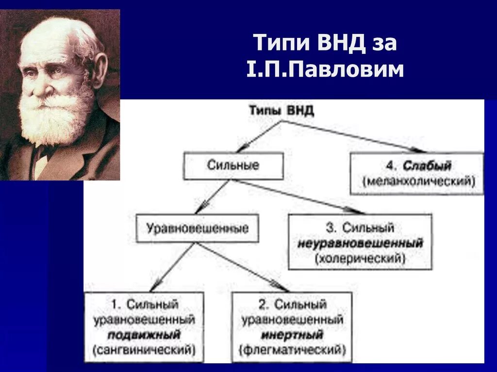 Высшая нервная деятельность человека кратко. Типы высшей нервной деятельности. Высшая нервная деятельность человека. Сильный Тип ВНД. Наука о высшей нервной деятельности.