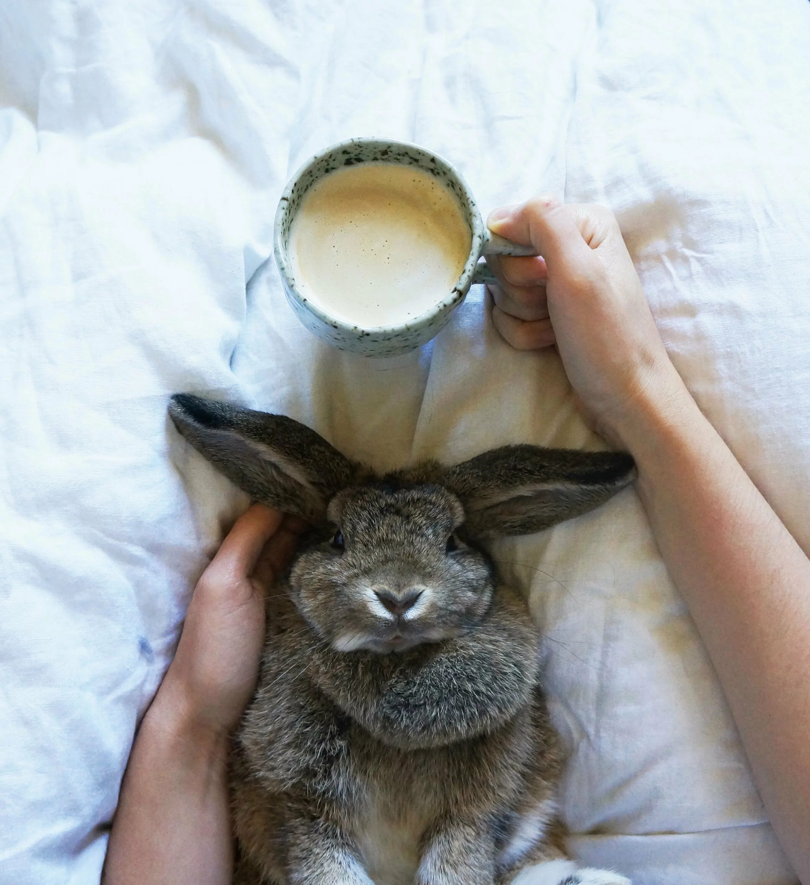 Доброе утро зайчонок