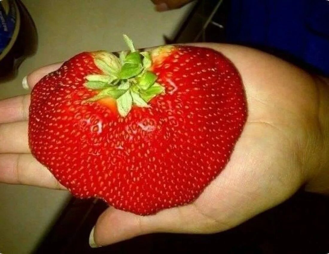 громадная клубника. фрукты клубника. огромная ягода. сорт клубники гигант. огромная ягода.