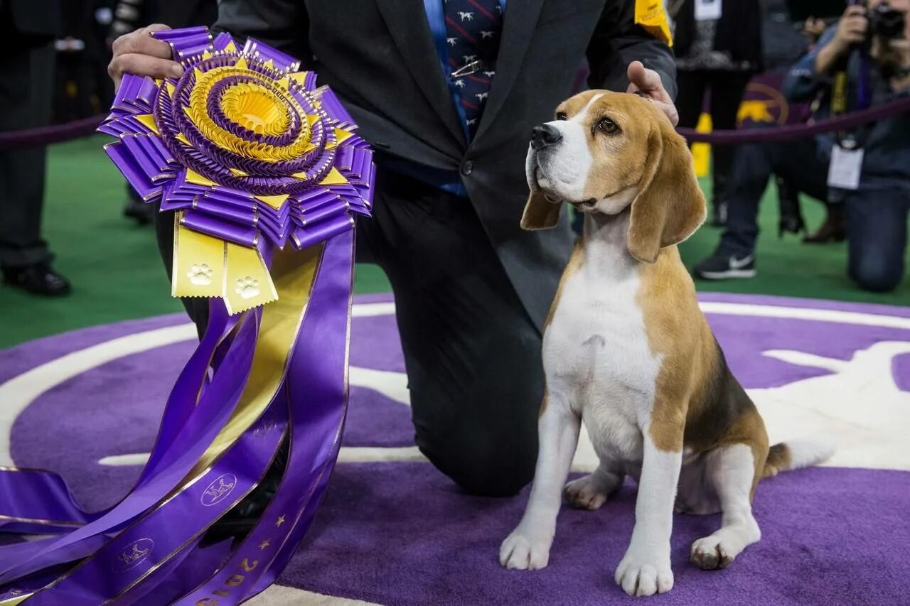 Бигль чемпион. Westminster Dog show 2023.