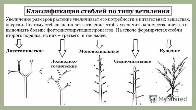 Какие почки обеспечивают ветвление. Какие почки обеспечивают ветвление