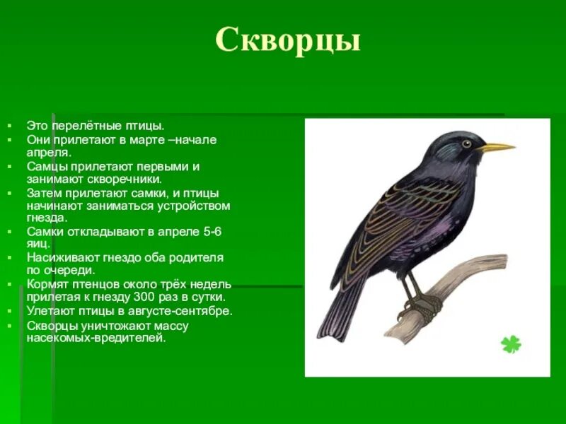 Краткий рассказ о птице. Роскар о перелетных птицах. Рассказ о перелетных птицах. Рассказ о при лётных птиц. Произведения о перелетных птицах для дошкольников.