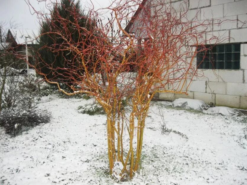 Ива ломкая шаровидная. Сухое дерево. Кривой куст. Кривой куст. Кривой куст.