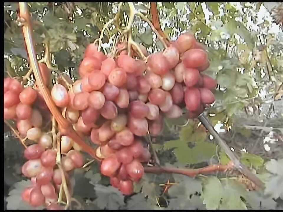 Саженец винограда Елена 149319329 купить за 357 ₽ в интернет-магазине Wildberrie