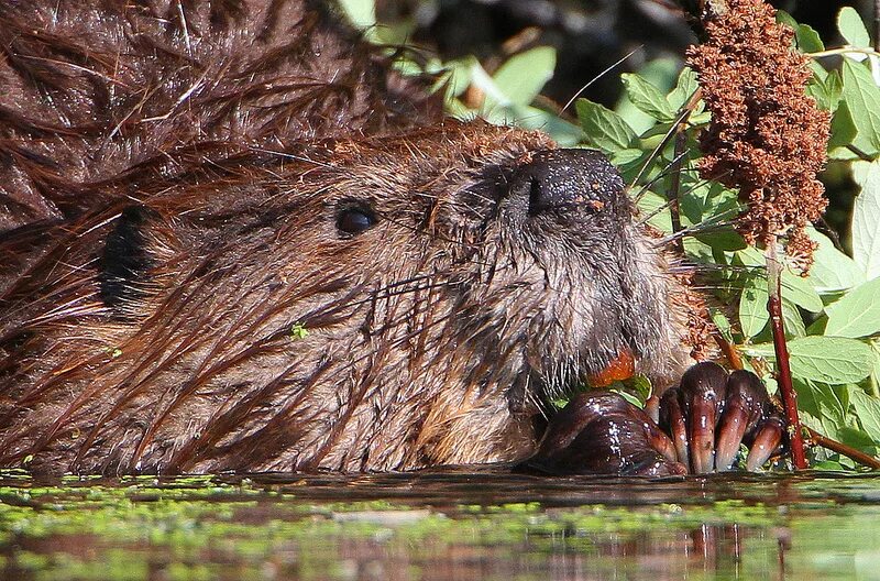 П бобра. Речной бобр. Речной бобр западносибирский подвид. Обыкновенный бобр. П бобра.