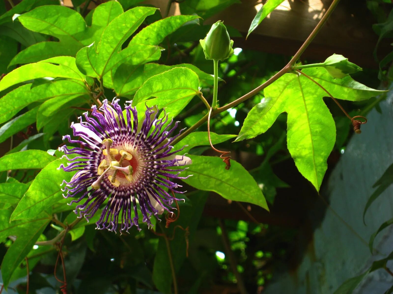 Маракуйя пассифлора листья. Маракуйя лист. Маракуйя лист. Маракуйя листья. Маракуйя пассифлора.